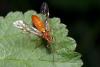 257466 – Photo : patrick derennes – France (91)