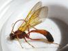 257725 – Photo : Guénael Hallart – France (02)