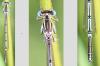 Platycnemis pennipes