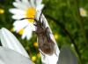 257702 – Photo : Denis Bucaille – France (60)