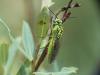 257353 – Photo : Florian ALONSO – France (69)