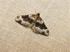 257794 – Photo : ORCHALLAN – France (44)