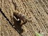 257324 – Photo : ARTHROPOLOGIA - Rémi Chabert – France (69)