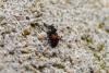 257604 – Photo : Guillaume Huot-Marchand – France (88)