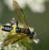 257875 – Photo : Christian Berquer – France (50)