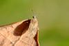 257899 – Photo : Guillaume Huot-Marchand – France (88)