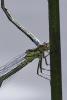 257473 – Photo : Thierry Wattez – France (79)