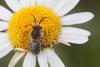 257010 – Photo : Marc Solari – France (68)