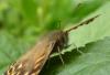 257335 – Photo : Denis Poirier – France (74)