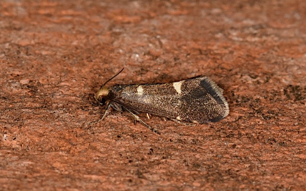 Hey Philippe - Lampronia flavimitrella - réf. 257052 (1161 x 724 pixels, 193 ko)