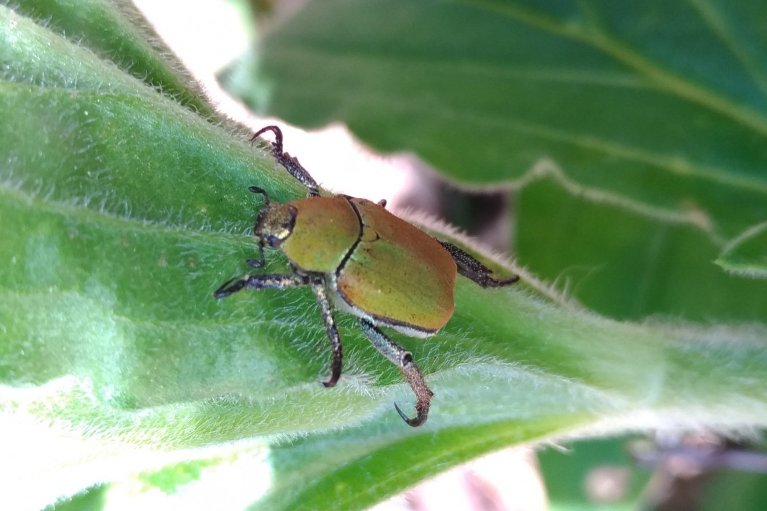 Anonyme - Hoplia (Hoplia) argentea - réf. 257283 (1500 x 1000 pixels, 170 ko)