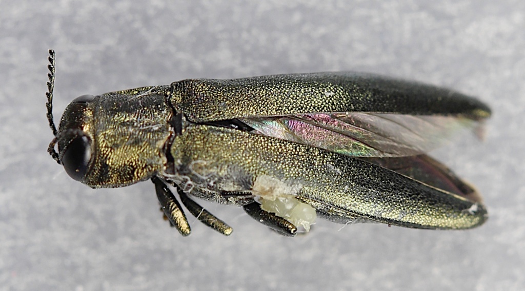 Michel Bertrand - Agrilus (Agrilus) viridis - réf. 257202 (1024 x 568 pixels, 195 ko)