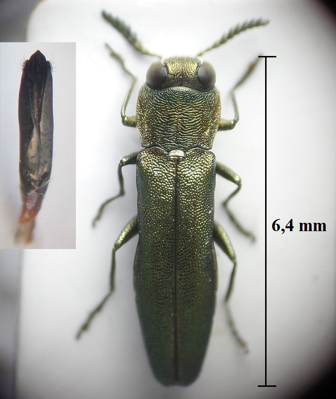 Alexis VINCENT - Agrilus (Quercuagrilus) laticornis - réf. 257700 (692 x 820 pixels, 174 ko)