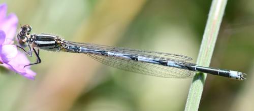 Erythromma lindenii