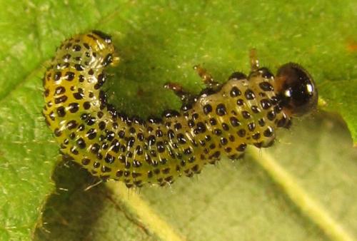 Arge ochropus