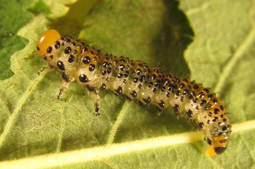Arge ochropus