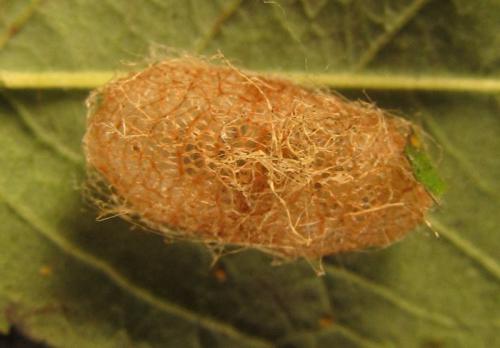 Arge ochropus