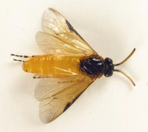 Arge ochropus