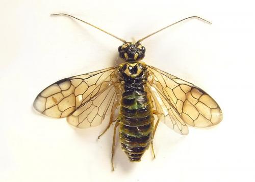 Réf. 258 814 : Cephalcia arvensis