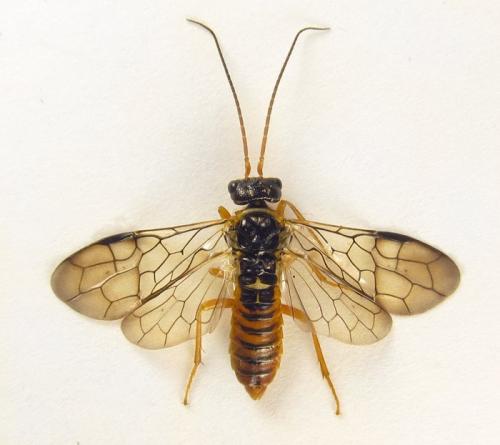 Cephalcia arvensis