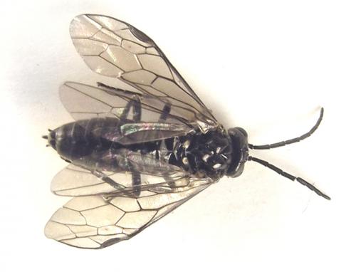Réf. 258 458 : Empria liturata