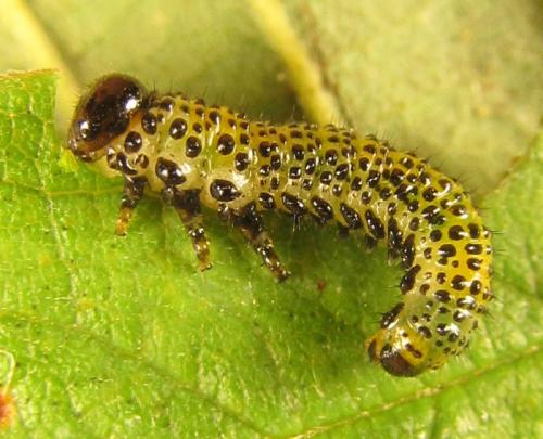 Arge ochropus