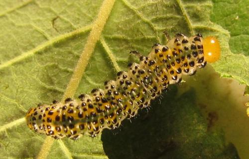 Arge ochropus