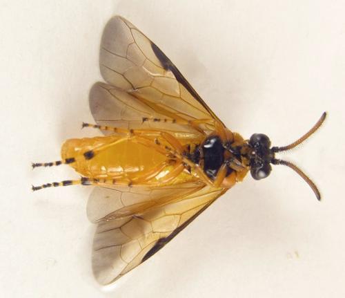 Arge ochropus