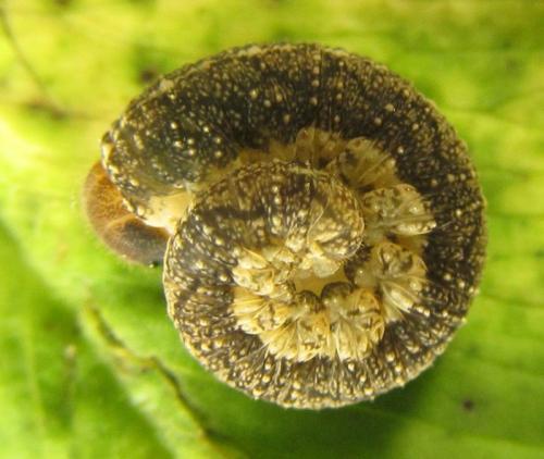 Tenthredo notha