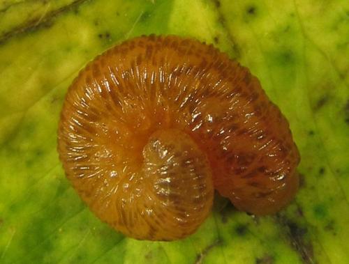 Tenthredo notha