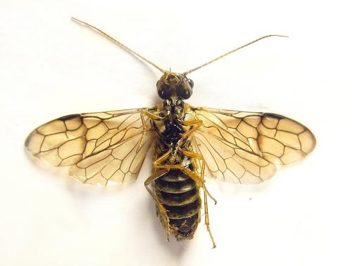 Cephalcia arvensis