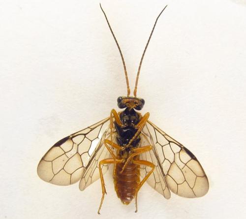 Cephalcia arvensis