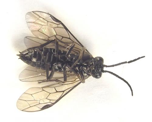 Empria liturata