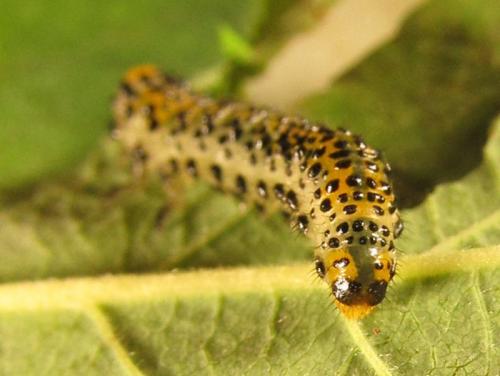 Arge ochropus