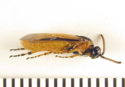 Arge ochropus