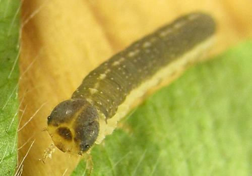 Tenthredo notha
