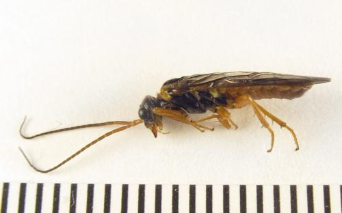 Cephalcia arvensis