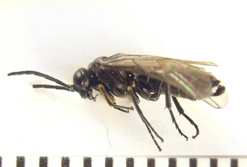 Empria liturata