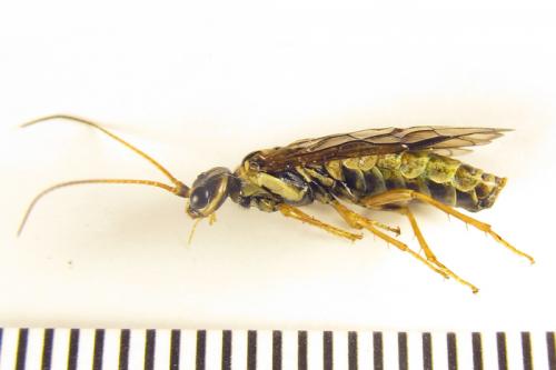 Réf. 258 817 : Cephalcia arvensis