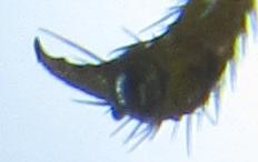 Cephalcia arvensis