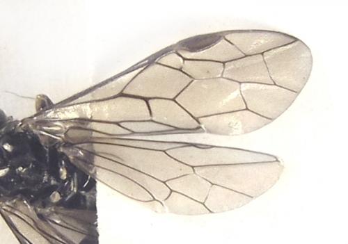 Réf. 258 461 : Empria liturata