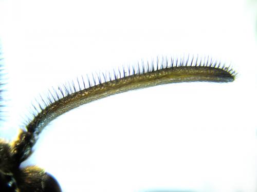 Arge ochropus