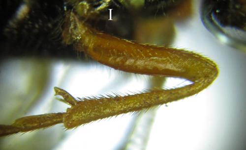 Cephalcia arvensis