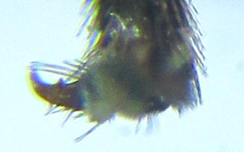 Empria liturata