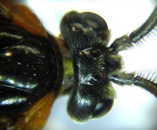 Arge ochropus
