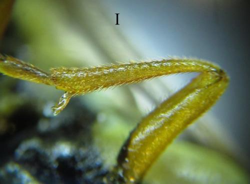 Cephalcia arvensis