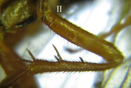 Cephalcia arvensis