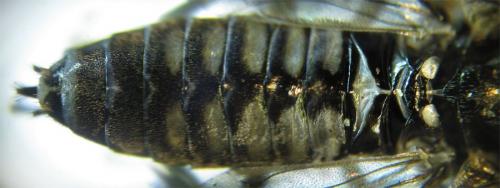 Réf. 258 463 : Empria liturata