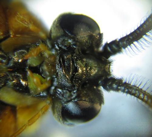 Arge ochropus