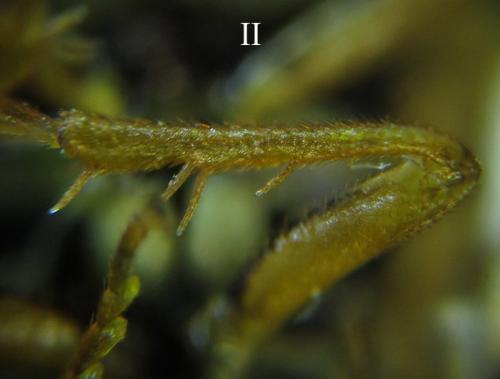 Cephalcia arvensis